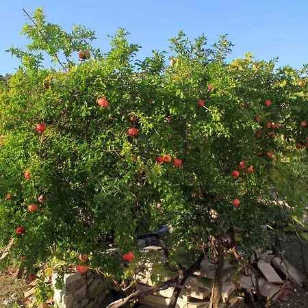 Double 2682e Слано